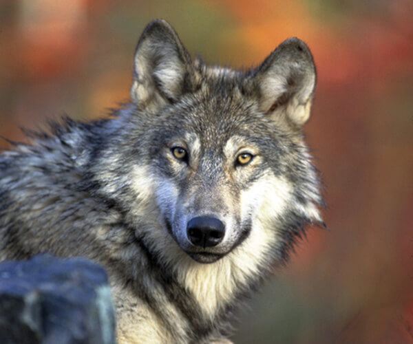 Wolf