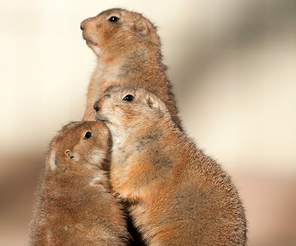animals huddled