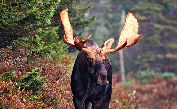 Moose