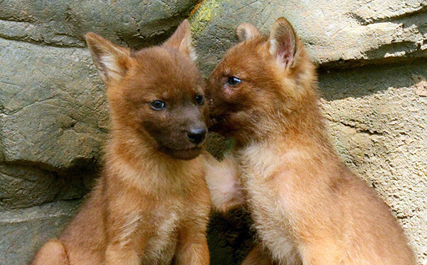 Animals