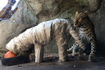 animal observing papier-mache animal