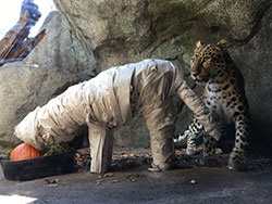 animal observing papier-mâché animal