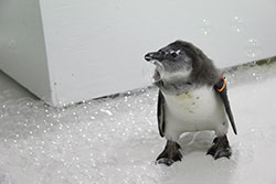 penguin with bubbles