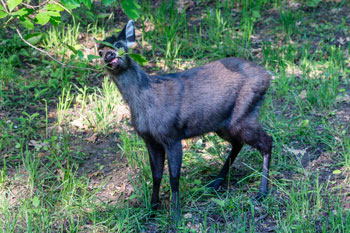 A tufted deer eating foliage