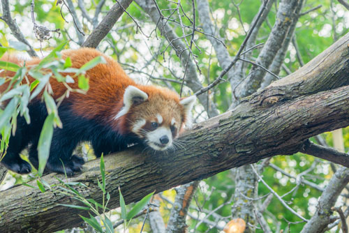 Red panda in the trees