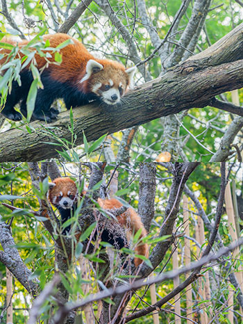 Two images of red pandas in the trees